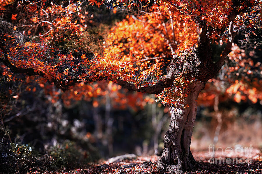 A twisted autumn tree, glowing with fiery red and orange leaves - Lost Maples State Park Photograph by Brigitte Blanchette Thompson A twisted autumn tree, glowing with fiery red and orange leaves - Lost Maples State Park Photograph by Brigitte Blanchette Thompson