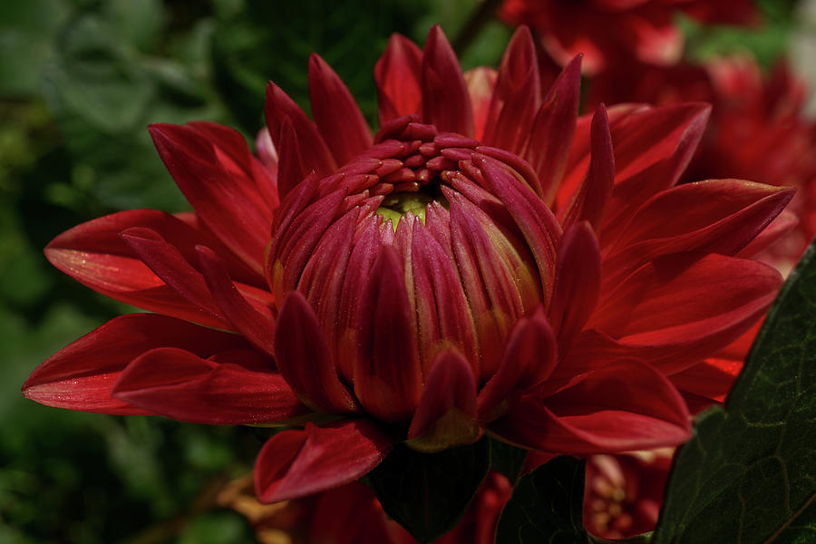 Nature Photograph - Warm Dahlia by Linda Howes
