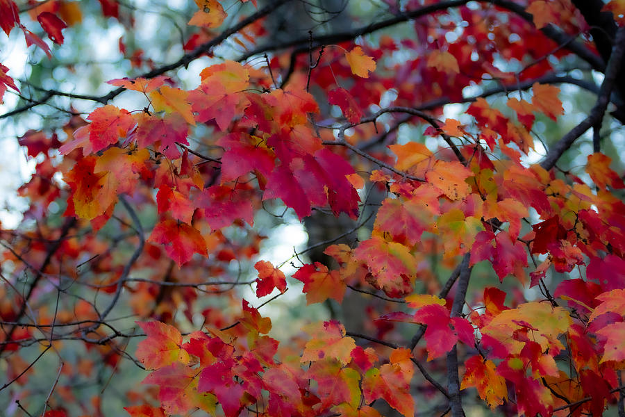 Warm Fall Colors Photograph by Linda Bonaccorsi