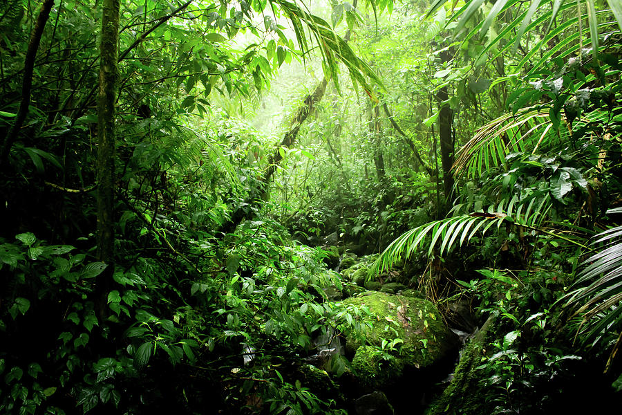 Jungle Photograph - Warm Glow Rainforest Creek by Nicklas Gustafsson