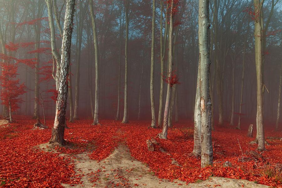 Warm light in autumn foggy forest Photograph by Toma Bonciu