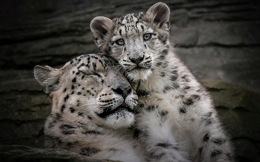 Animal Photograph - Warm Mothers Love  by Chris Boulton
