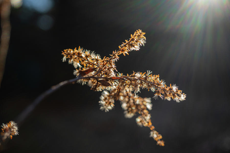 Winter Photograph - Warmth of The Sun by Linda Howes