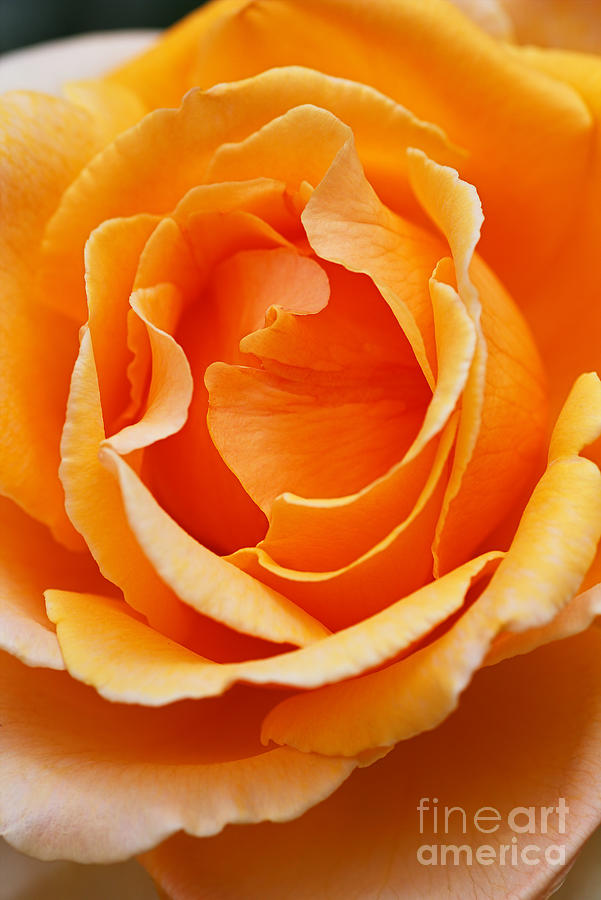 Warm Orange Full Rose Photograph by Joy Watson