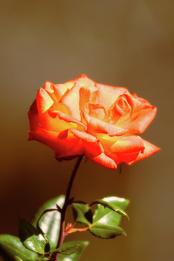 Warm Rose Photograph by Mike Lee