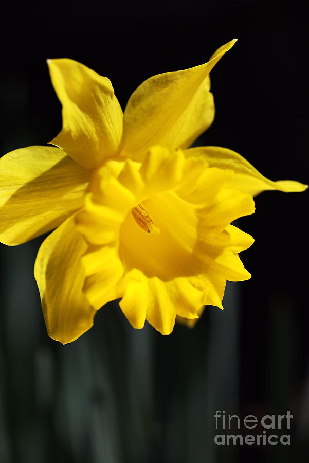 Warm Spring Daffodil  Photograph by Joy Watson