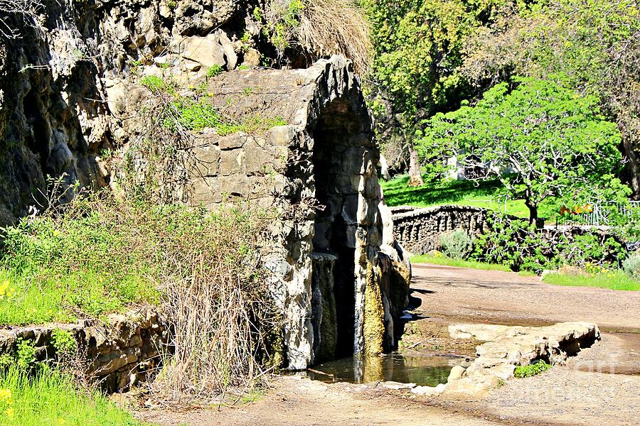 Tree Photograph - Warm Springs Grotto in Alum Rock Park by Martha Sherman