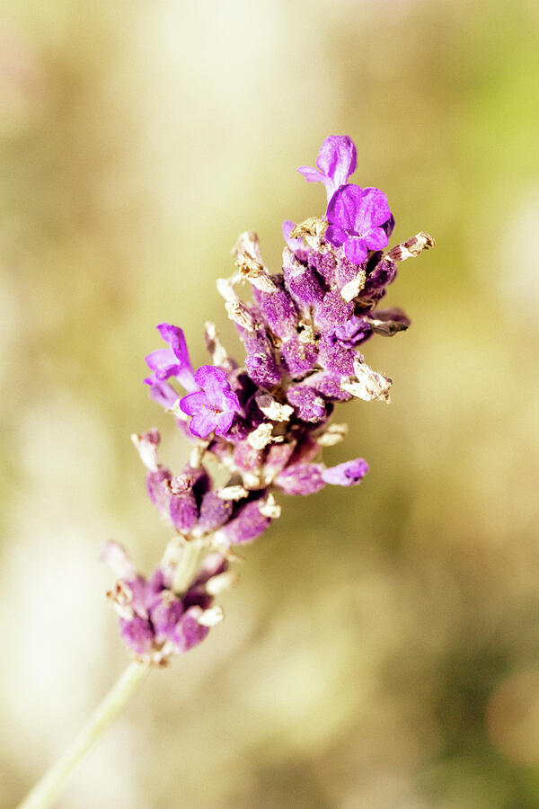 Warm Vintage Lavender Photograph by Tanya C Smith