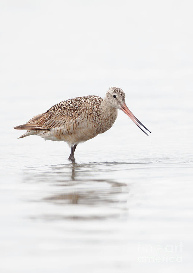 Warm water and a Whimbrel  Photograph by Ruth Jolly