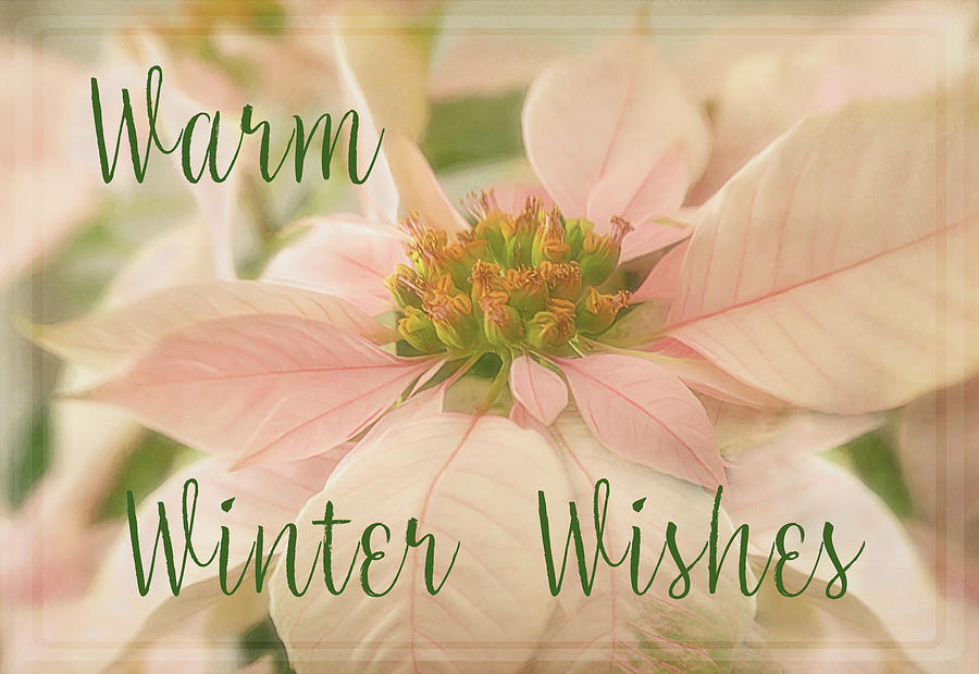 Warm Winter Wishes Pink Poinsettia Photograph