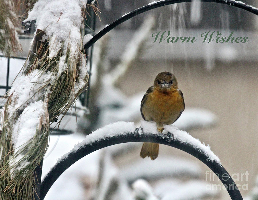 Christmas Card Photograph - Warm Wishes by Patricia Youngquist