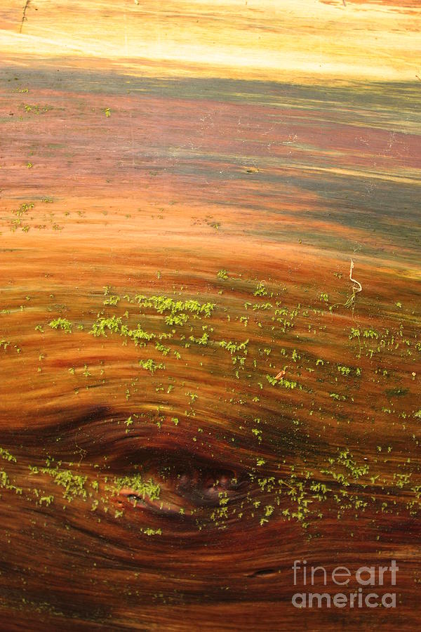 Warm Wood Grain Nature Abstract Photograph by Carol Groenen