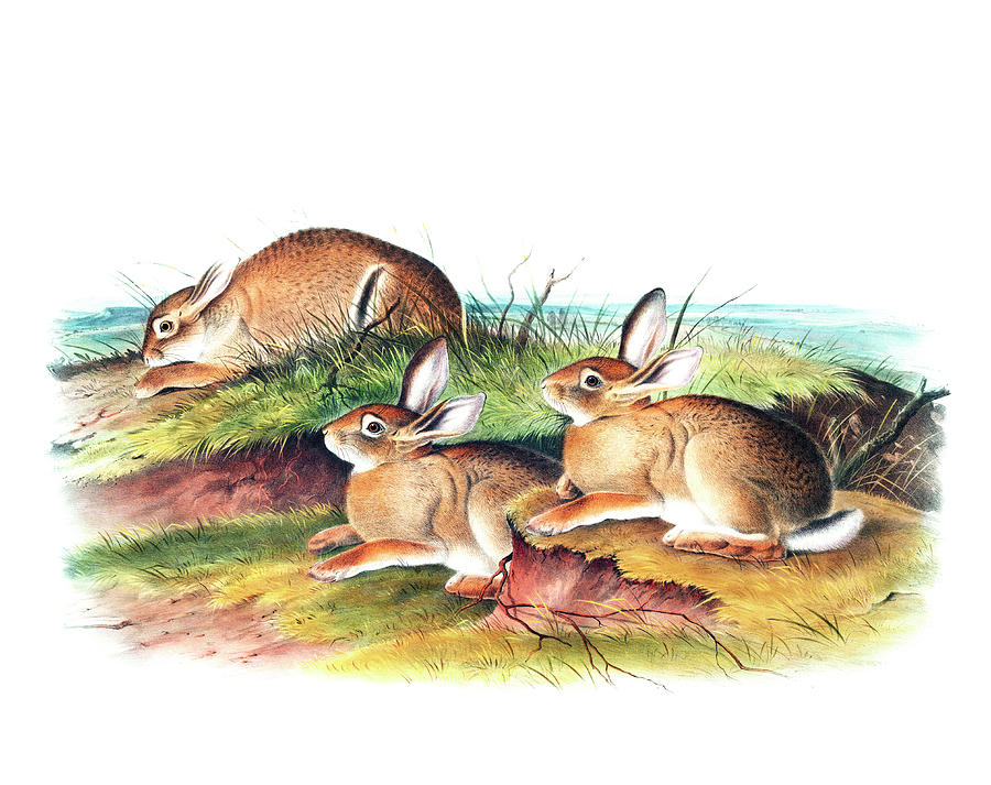 John James Audubon Drawing - Warm Wood Hare by John Woodhouse Audubon