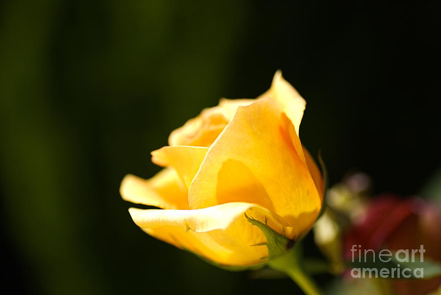 Warm Yellow Rose Bud Photograph by Joy Watson