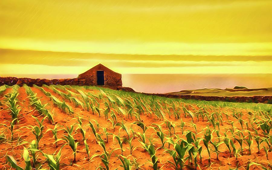 Warm Yellow Sunset Over the Cornfields by the Sea Photograph by Marco Sales