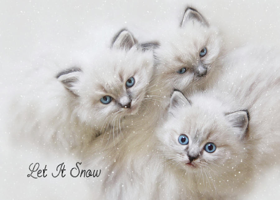 Cat Photograph - Warmest Holiday Greetings by Lori Deiter