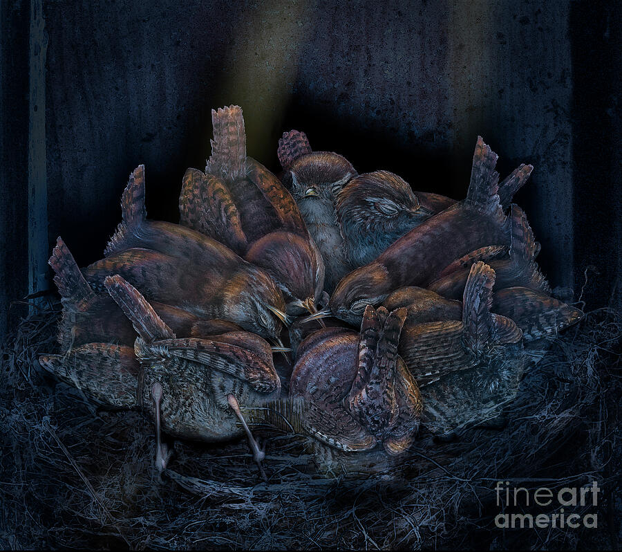 Warming Ball - Wren, Troglodytes Troglodytes Wintering Strategy - Urftvalley-art Painting