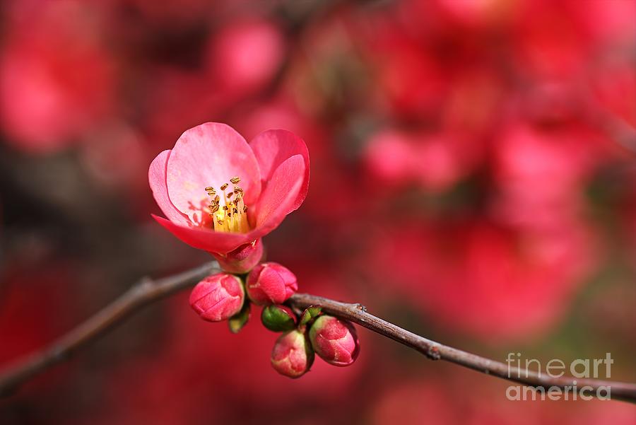 Nature Photograph - Warmth Of Flowering Quince by Joy Watson