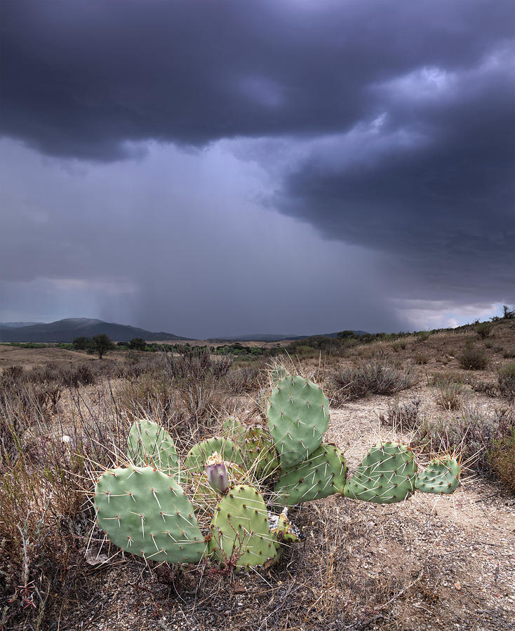 San Diego Photograph - Warner Springs Cactus and Monsoon by William Dunigan