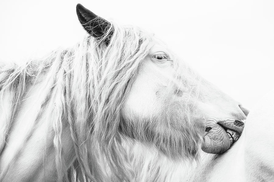 Warrior Princess II - Horse Art Photograph by Lisa Saint