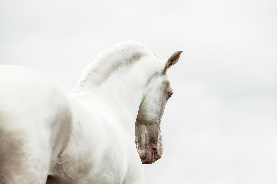 Warrior Spirit - Horse Art Photograph by Lisa Saint