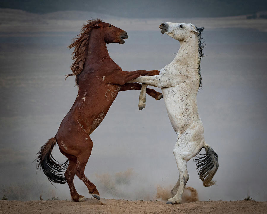 Warrior Stallions Photograph by Mary Hone