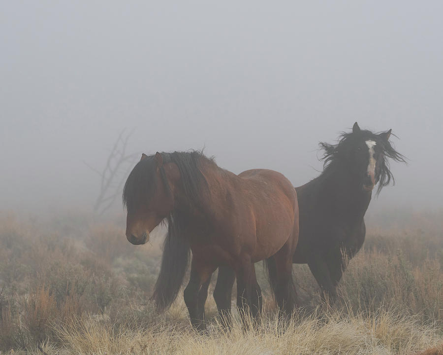Warriors in the Mist Photograph by Mary Hone
