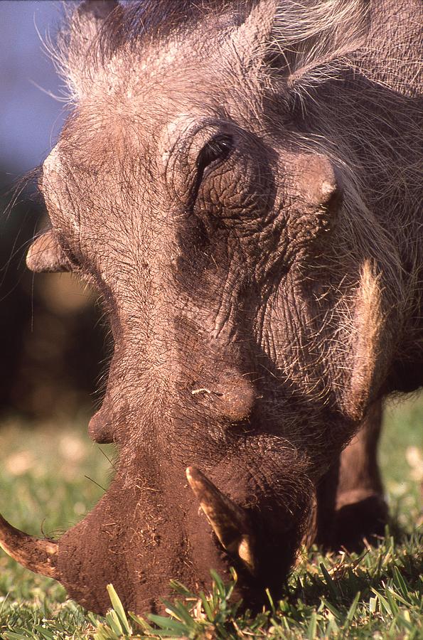 Wart Hog Up Close Too Photograph by Russ Considine