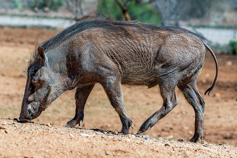 Warthog Photograph by Al Judge