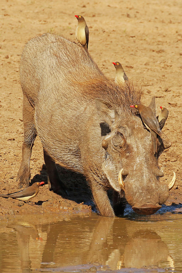 Warthog and Oxpeckers Photograph by MaryJane Sesto