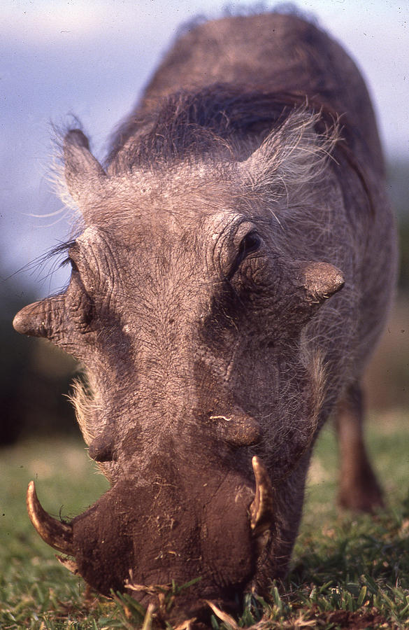 Warthog Close Up Photograph by Russ Considine