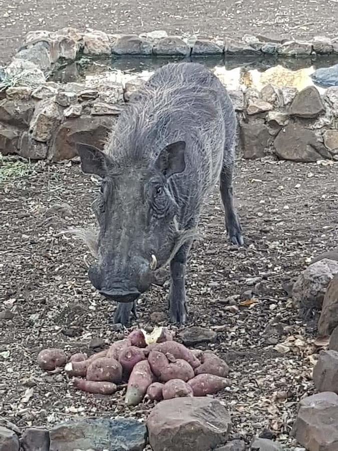 Warthog feeding Photograph by Leon Du Plessis | Pixels