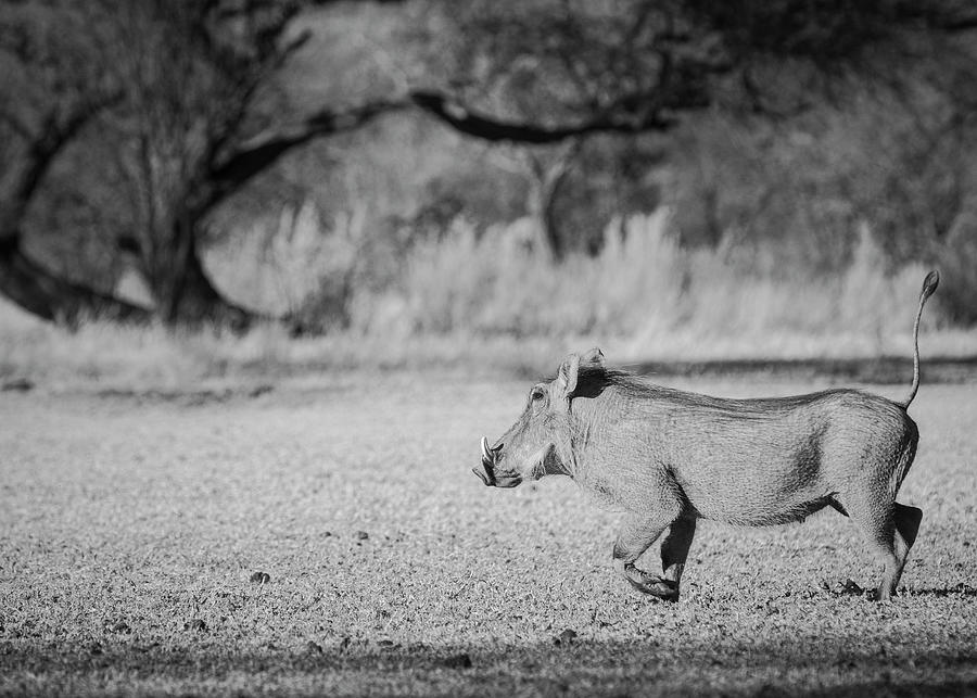 Warthog Photograph by Maresa Pryor-Luzier