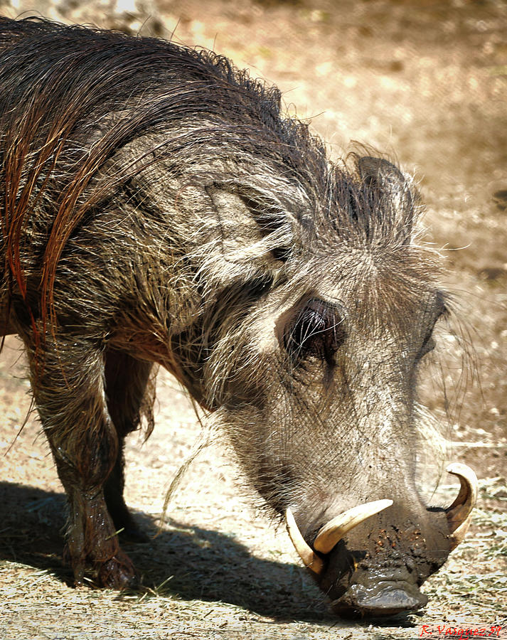 Warthog Photograph by Rene Vasquez