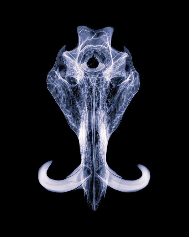 Warthog x-ray -01 Photograph by Rob Graham