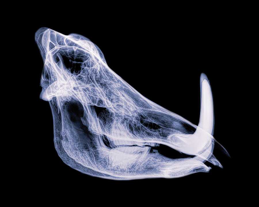 Warthog x-ray -02 Photograph by Rob Graham