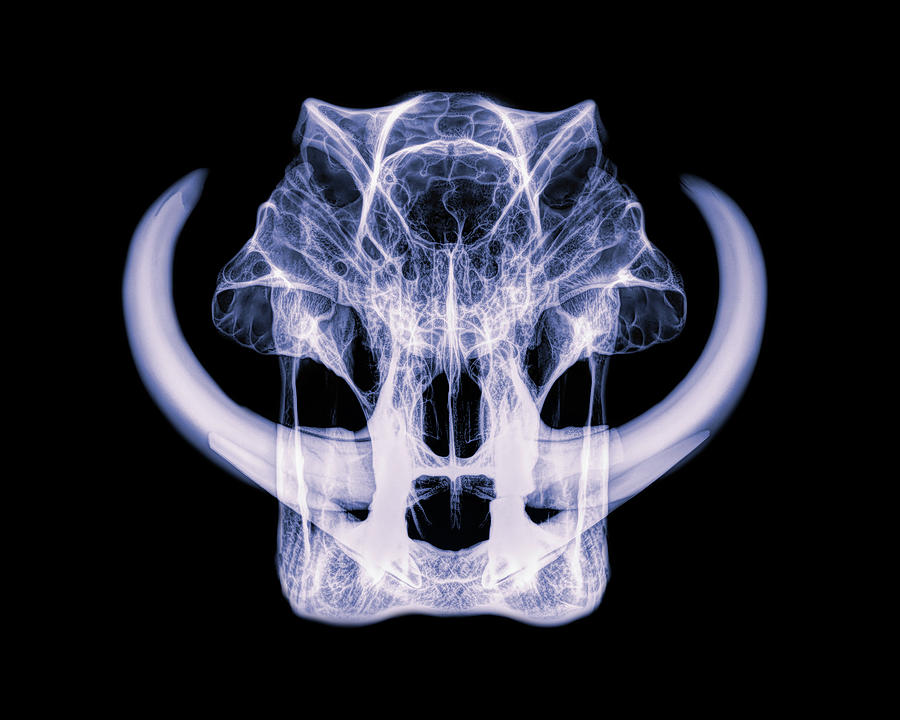 Warthog x-ray -03 Photograph by Rob Graham