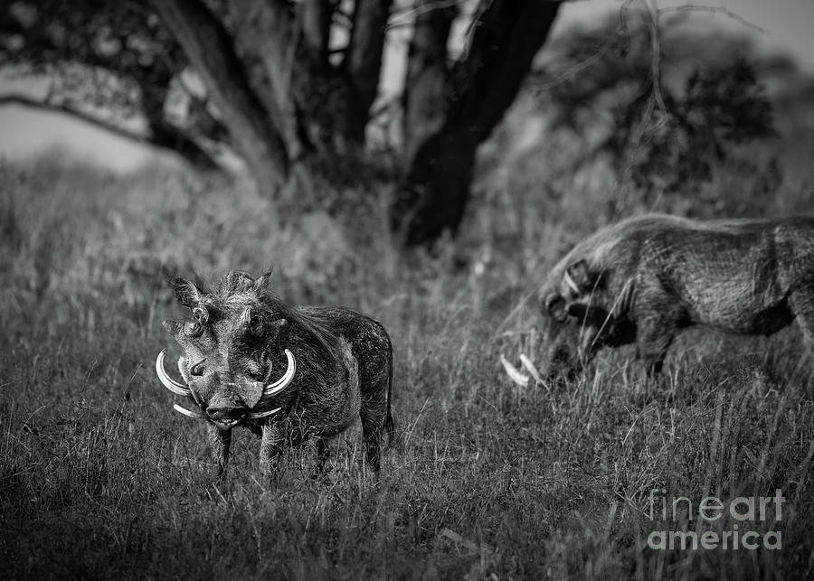 Warthogs Photograph