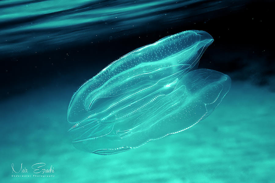 Warty Comb Jelly Photograph by Meir Ezrachi