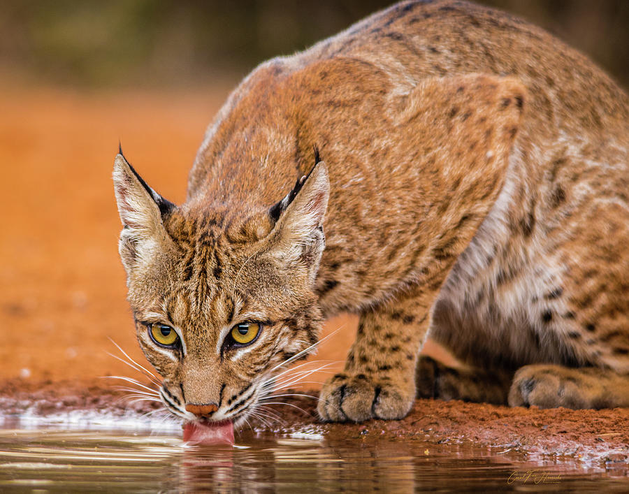 Bobcat Photograph - Wary Bobcat by Carol Fox Henrichs Bobcat Photograph - Wary Bobcat by Carol Fox Henrichs