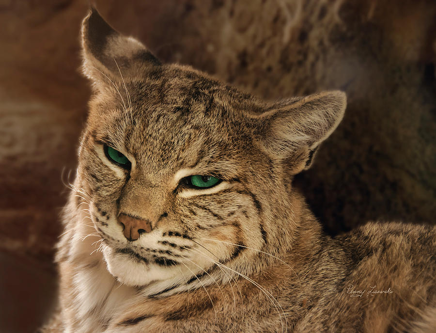 Wary Bobcat Photograph by Penny Lisowski
