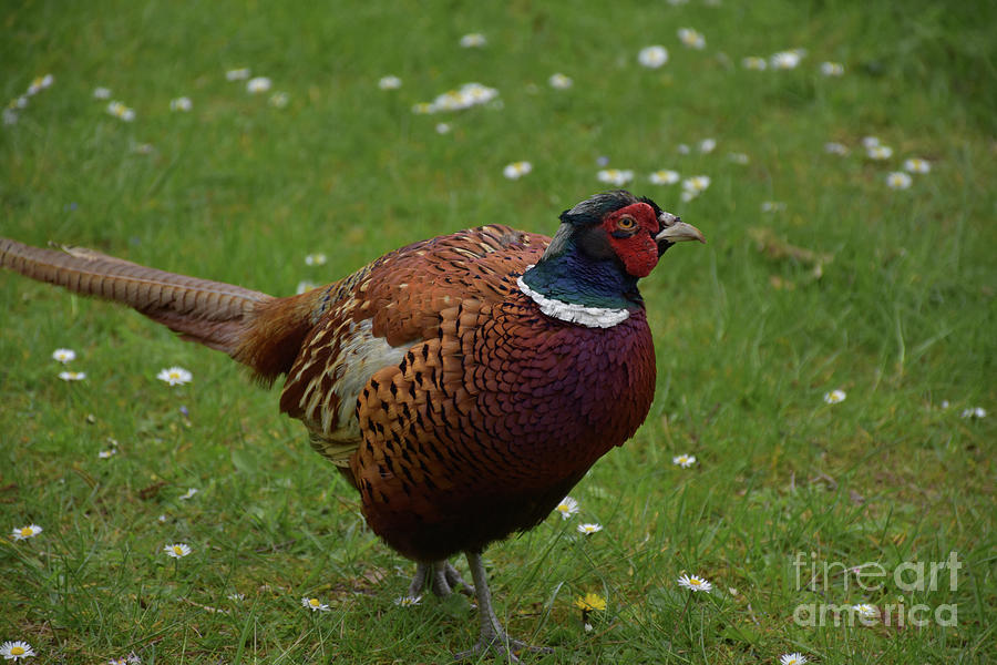 wary-eye-of-a-game-pheasant-in-england-photograph-by-dejavu-designs