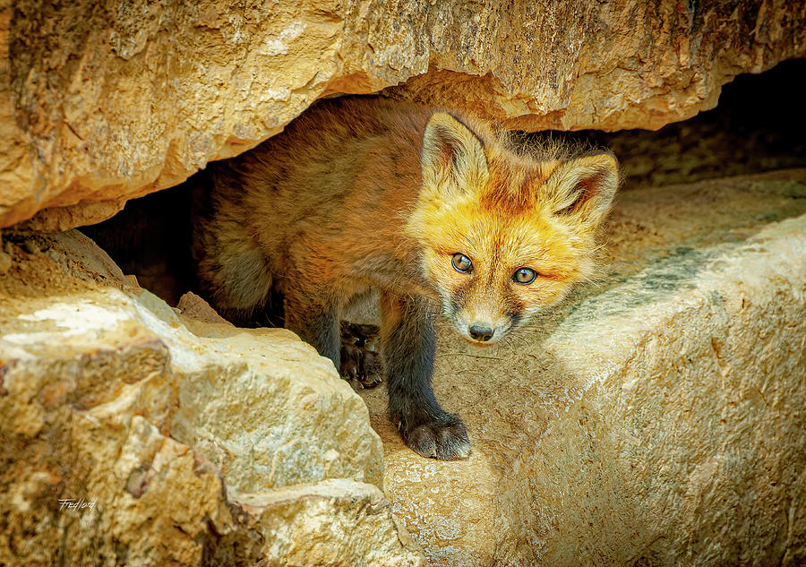 Wary Fox Kit Photograph by Fred J Lord