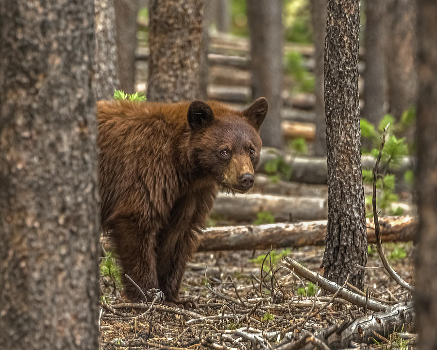 Wary Mama Bear Photograph by Yeates Photography