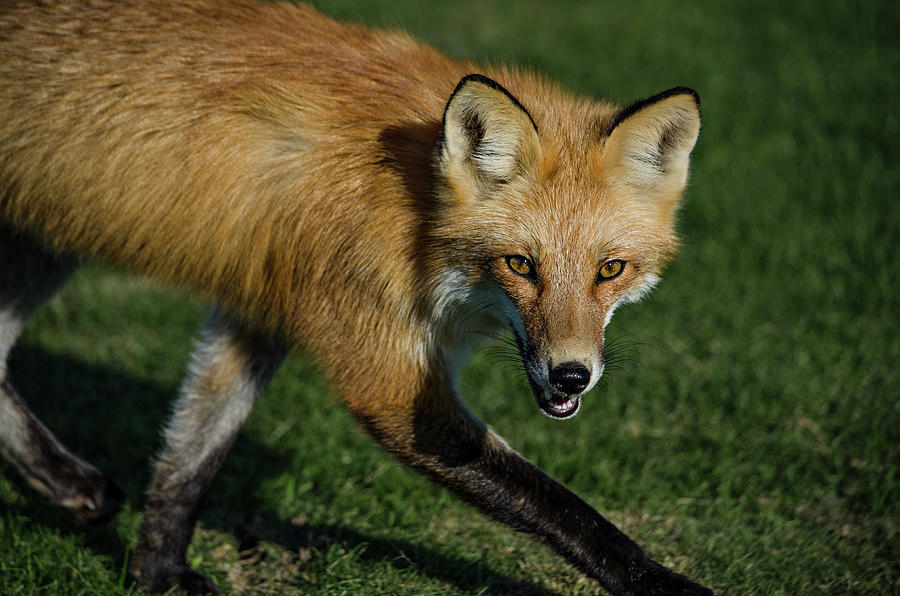 Wary Red Fox Photograph by Linda Villers