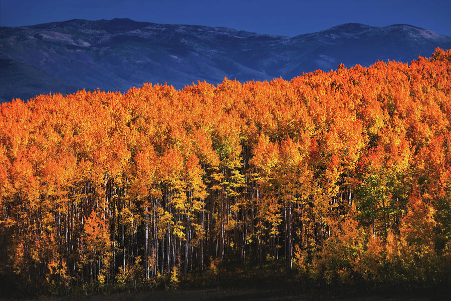 Mountain Photograph - Wasatch Mountain Autumn Colors, Utah by Abbie Matthews