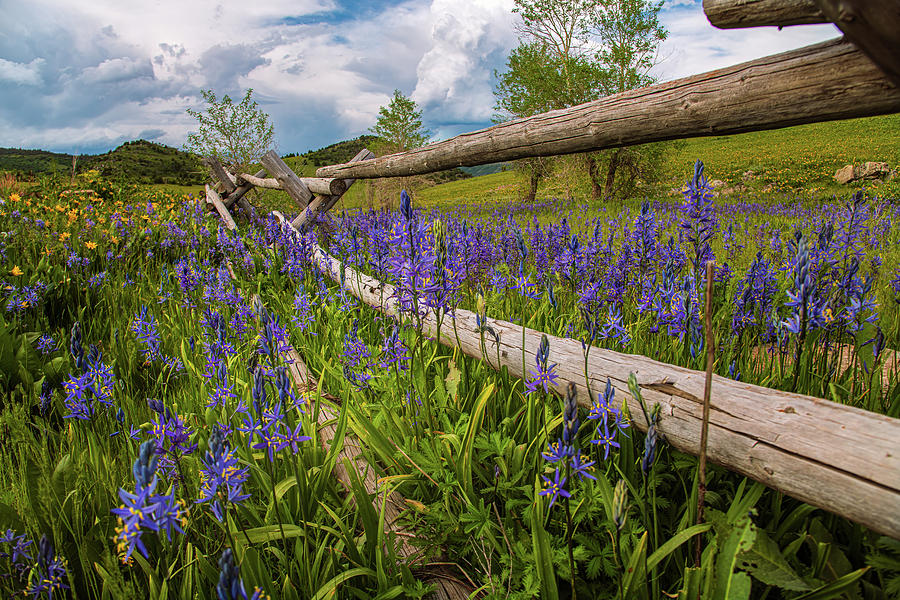 Wasatch Mountain Meadow Fence Photograph by John Wilbur Wasatch Mountain Meadow Fence Photograph by John Wilbur