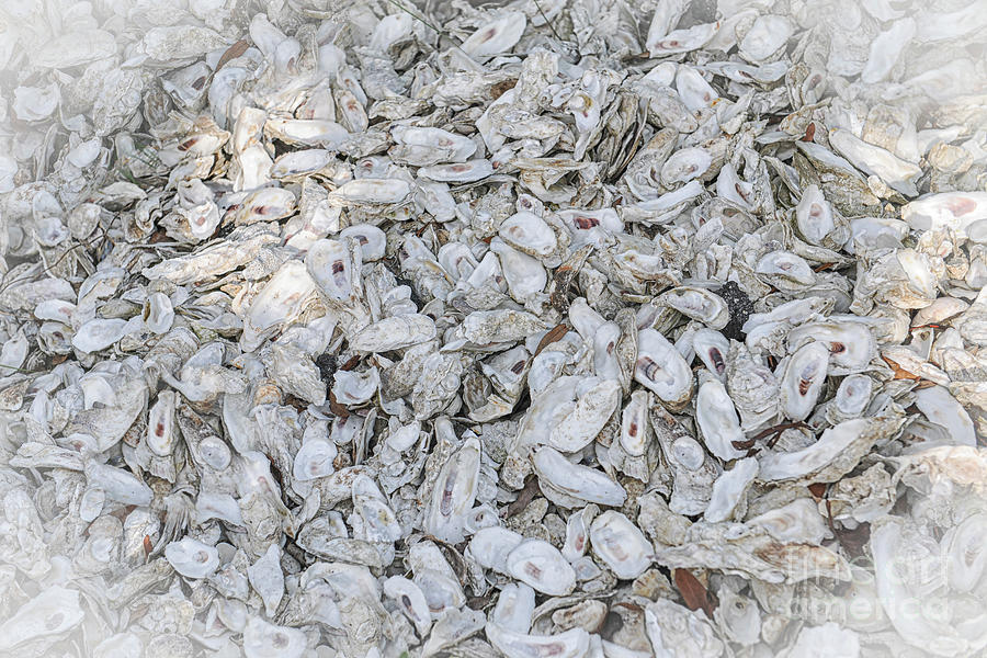 Washed Ashore - Oyster Shells Photograph by Dale Powell
