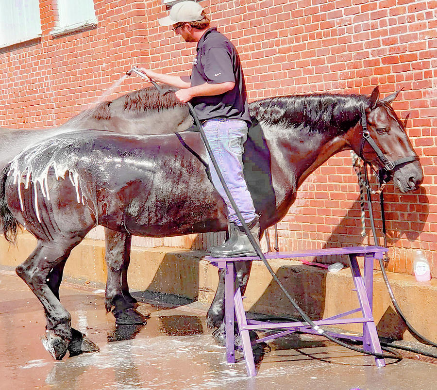 Washing My Clydesdale Photograph by Imagery-at- Work