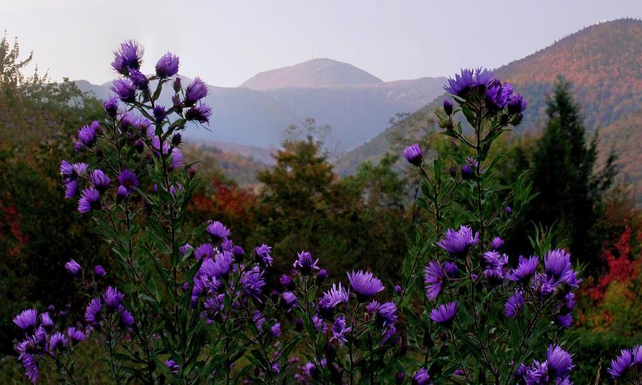 Washington Asters Photograph by White Mountain Images